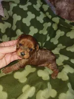 Sarge, a male Yorkshire Terrier for sale in Elizabeth, CO – 2 of 3