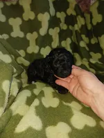 Max, a male Poodle - Toy  for sale in Elizabeth, CO – 3 of 4