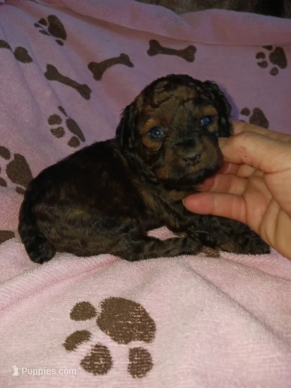 Mia – Poodle - Miniature  puppy for sale in Elizabeth, CO