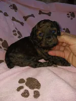 Mia, a female Poodle - Miniature  for sale in Elizabeth, CO – 1 of 3