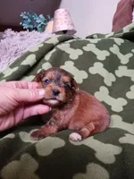 Bently, a male Yorkshire Terrier for sale in Elizabeth, CO – 2 of 3