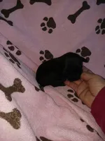 Sweetie , a female Yorkshire Terrier for sale in Elizabeth, CO – 4 of 4