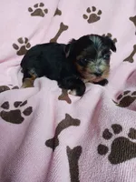 Sadie, a female Yorkshire Terrier for sale in Elizabeth, CO – 2 of 4