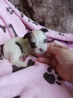 Sweetie, a female Yorkshire Terrier for sale in Elizabeth, CO – 2 of 3