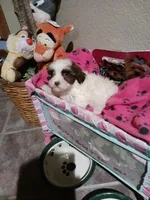 Sophie, a female Yorkshire Terrier for sale in Elizabeth, CO – 2 of 4