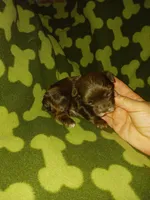 Hershy, a male Yorkshire Terrier for sale in Elizabeth, CO – 4 of 4