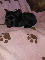 Sweetie, a female Yorkshire Terrier for sale in Sun City, CA – 4 of 6