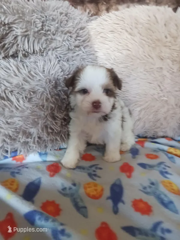 Smores – Yorkshire Terrier puppy for sale in Menifee, CA