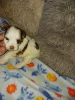 Smores, a male Yorkshire Terrier for sale in Menifee, CA – Photo 1 of 4