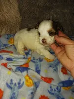 Smores, a male Yorkshire Terrier for sale in Menifee, CA – Photo 2 of 4