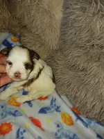 Smores, a male Yorkshire Terrier for sale in Menifee, CA – Photo 4 of 4