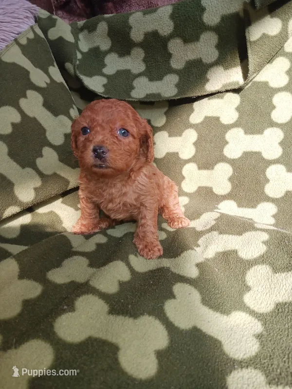 Rudy – Poodle - Miniature  puppy on hold in Elizabeth, CO