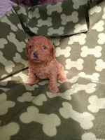 Rudy, a male Poodle - Miniature  for sale in Elizabeth, CO – 1 of 4