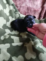 Cooper, a male Yorkshire Terrier for sale in Elizabeth, CO – 2 of 3