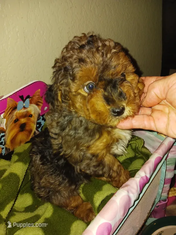 Merlin – Poodle - Miniature  puppy for sale in Elizabeth, CO