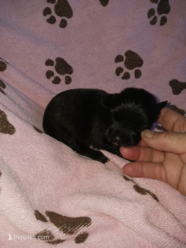 Sweetie  – Yorkshire Terrier puppy for sale in Elizabeth, CO