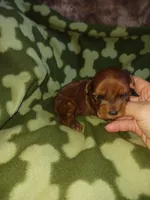 Sarge, a male Yorkshire Terrier for sale in Elizabeth, CO – 3 of 3