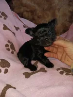 Sweetie, a female Yorkshire Terrier for sale in Sun City, CA – 2 of 6