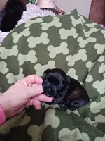 Cooper, a male Yorkshire Terrier for sale in Elizabeth, CO – 3 of 3
