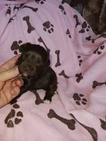 Coco, a female Yorkshire Terrier for sale in Elizabeth, CO – 2 of 4