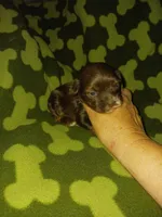 Hershy, a male Yorkshire Terrier for sale in Elizabeth, CO – 3 of 4