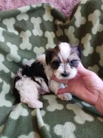 Oreo, a male Yorkshire Terrier for sale in Elizabeth, CO – 5 of 5
