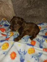 Choco, a male Yorkshire Terrier for sale in Menifee, CA – Photo 3 of 4