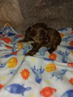 Choco, a male Yorkshire Terrier for sale in Menifee, CA – Photo 2 of 4