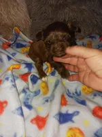 Choco, a male Yorkshire Terrier for sale in Menifee, CA – Photo 1 of 4