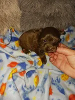 Choco, a male Yorkshire Terrier for sale in Menifee, CA – Photo 4 of 4