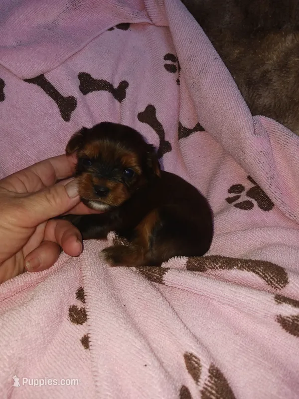 Precious – Yorkshire Terrier puppy for sale in Elizabeth, CO