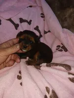 Precious, a female Yorkshire Terrier for sale in Elizabeth, CO – 1 of 4