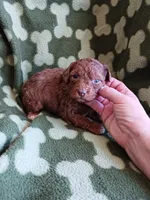 Baxter, a male Poodle - Toy  for sale in Elizabeth, CO – 2 of 4