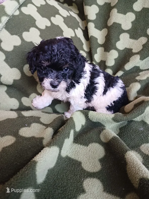 Domino – Poodle - Toy  puppy for sale in Elizabeth, CO
