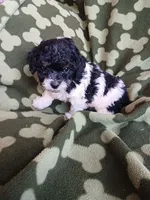 Domino, a male Poodle - Toy  for sale in Elizabeth, CO – 1 of 5