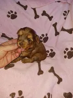 Carmella, a female Yorkshire Terrier for sale in Elizabeth, CO – 3 of 4