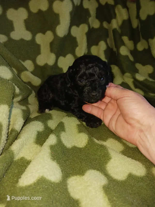 Max – Poodle - Toy  puppy for sale in Elizabeth, CO