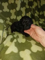 Max, a male Poodle - Toy  for sale in Elizabeth, CO – 1 of 4