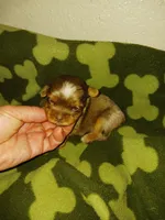 MARBLE, a male Yorkshire Terrier for sale in Elizabeth, CO – 3 of 3