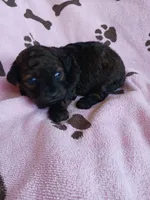 Mia, a female Poodle - Miniature  for sale in Elizabeth, CO – 3 of 3