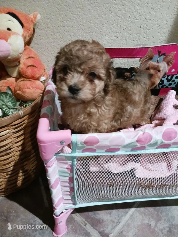 Mia – Poodle - Miniature  puppy for sale in Elizabeth, CO