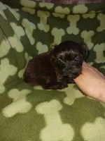 Brindle, a male Yorkshire Terrier for sale in Elizabeth, CO – 2 of 4