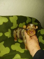 MARBLE, a male Yorkshire Terrier for sale in Elizabeth, CO – 2 of 3