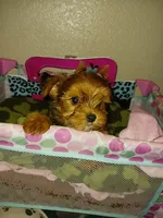 Baxter, a male Yorkshire Terrier for sale in Elizabeth, CO – 4 of 4