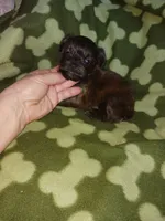 Brindle, a male Yorkshire Terrier for sale in Elizabeth, CO – 3 of 4