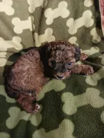 Jake, a male Poodle - Toy  for sale in Elizabeth, CO – 2 of 4
