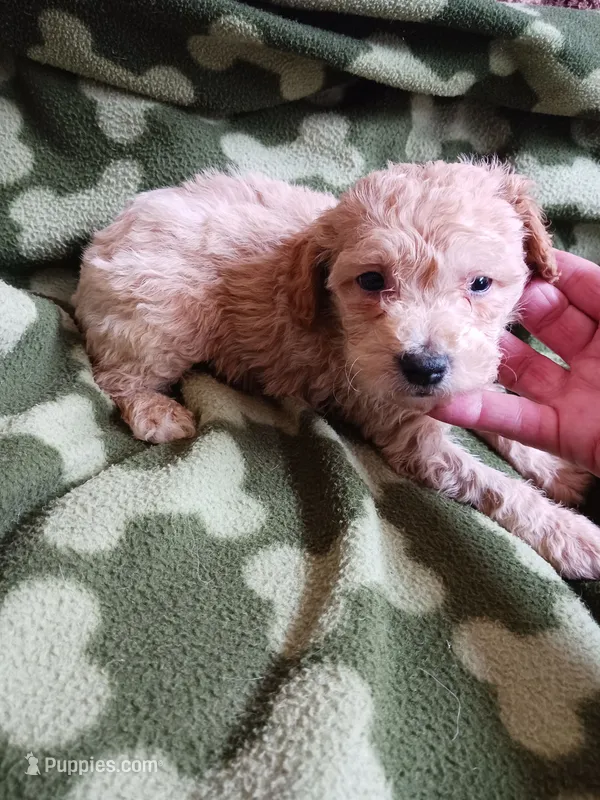 Chester – Poodle - Toy  puppy for sale in Elizabeth, CO