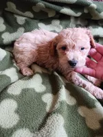 Chester, a male Poodle - Toy  for sale in Elizabeth, CO – 1 of 3