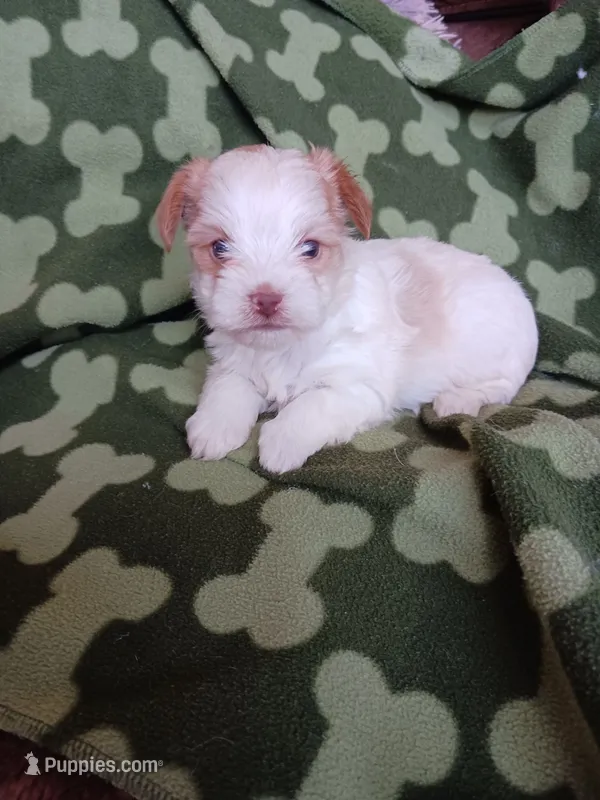 Bently – Yorkshire Terrier puppy for sale in Elizabeth, CO