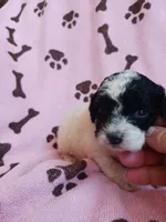 Bella, a female Poodle - Toy  for sale in Elizabeth, CO – 3 of 4